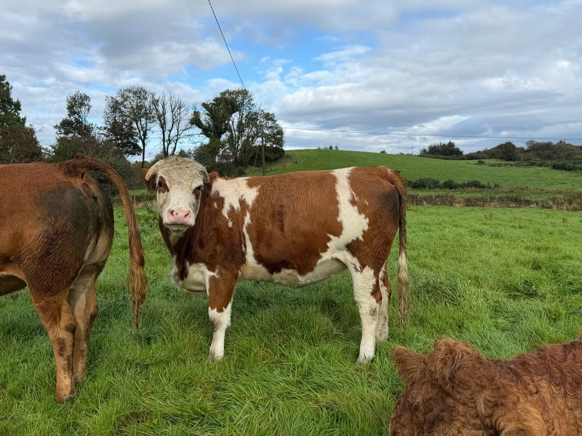 In Calf Heifers - Image 4