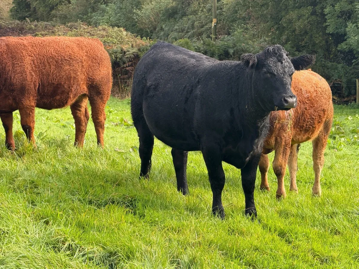 In Calf Heifers - Image 2