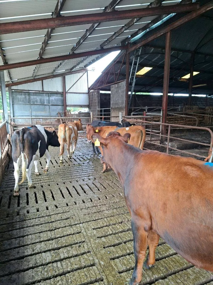 5 Jex heifers - Image 4