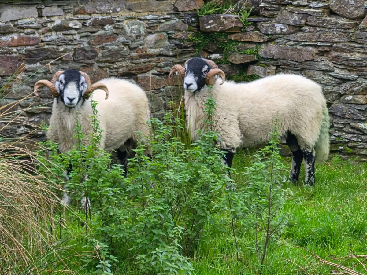 Swaledale rams - Image 4