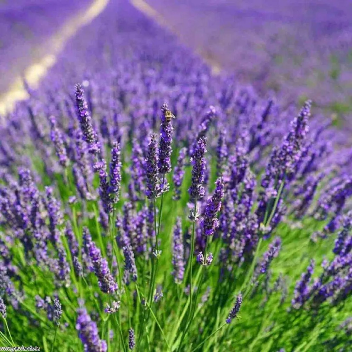 Perennials / Grasses - Image 4
