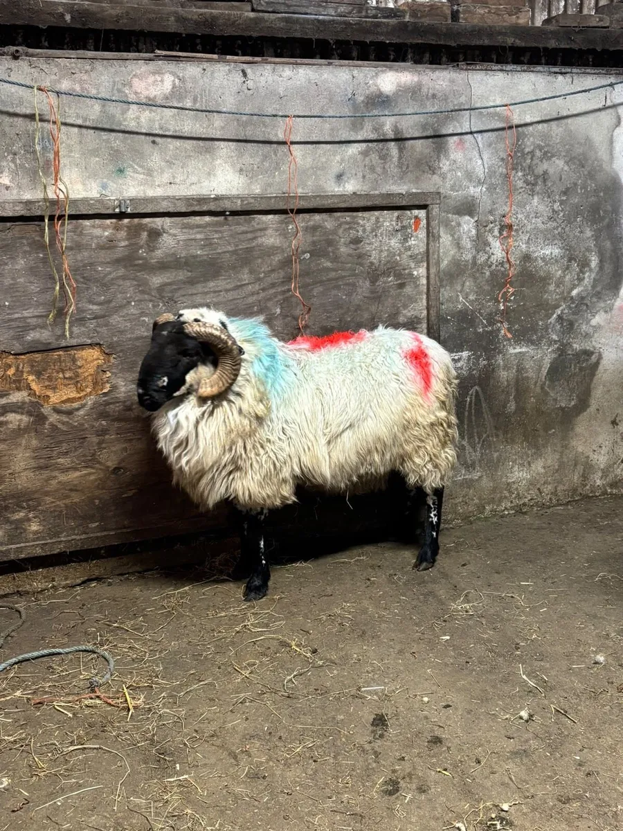 Horny Ram - Image 2