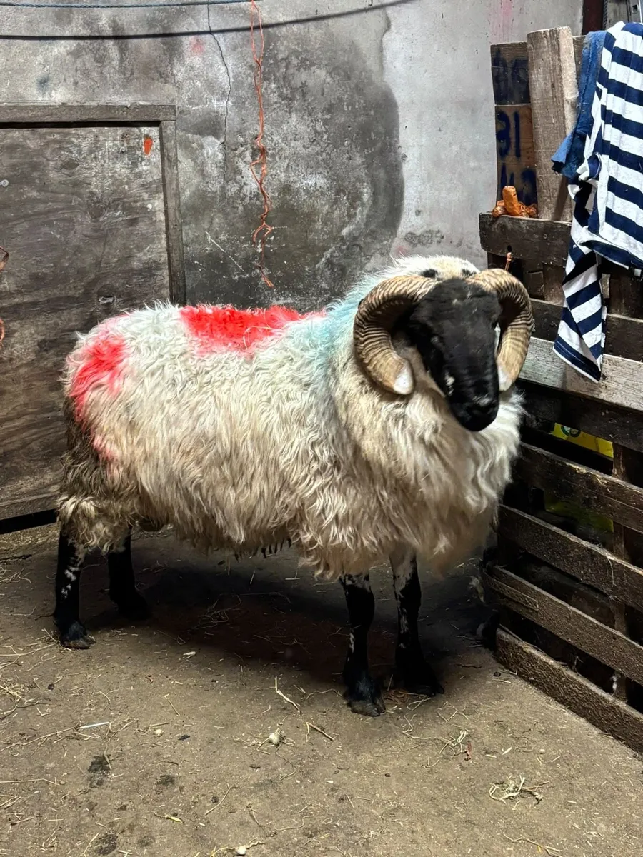 Horny Ram - Image 3