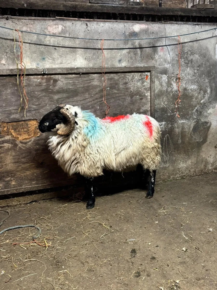 Horny Ram - Image 1
