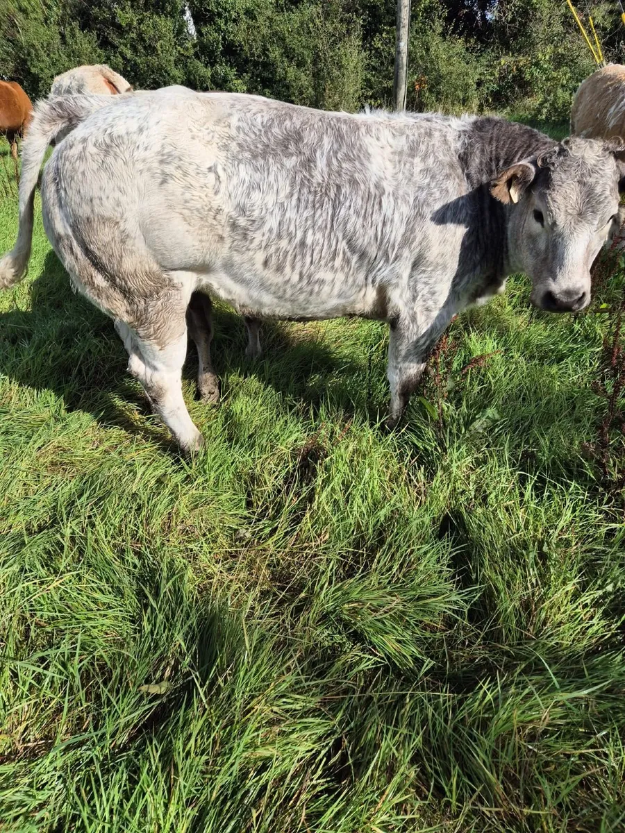Heifer - Image 2