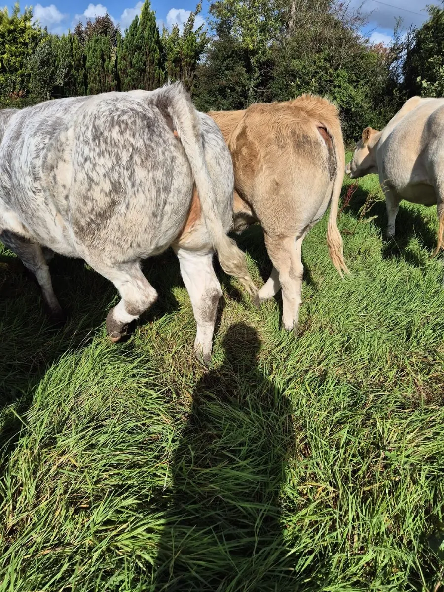 Heifer - Image 3