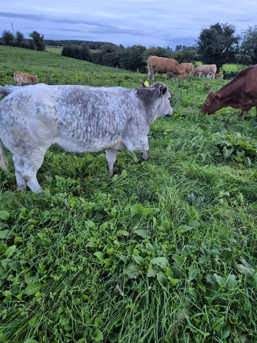 Heifer - Image 1