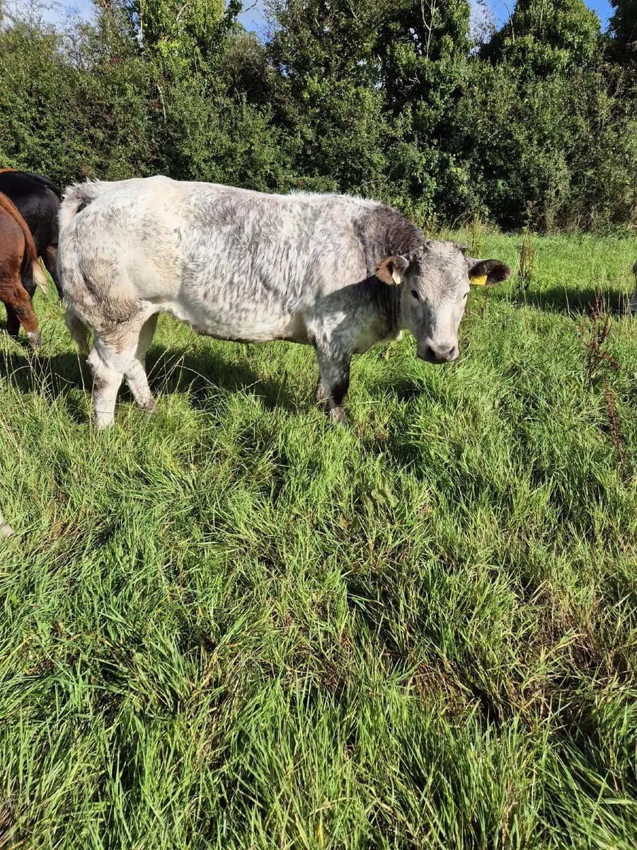 Heifer - Image 4