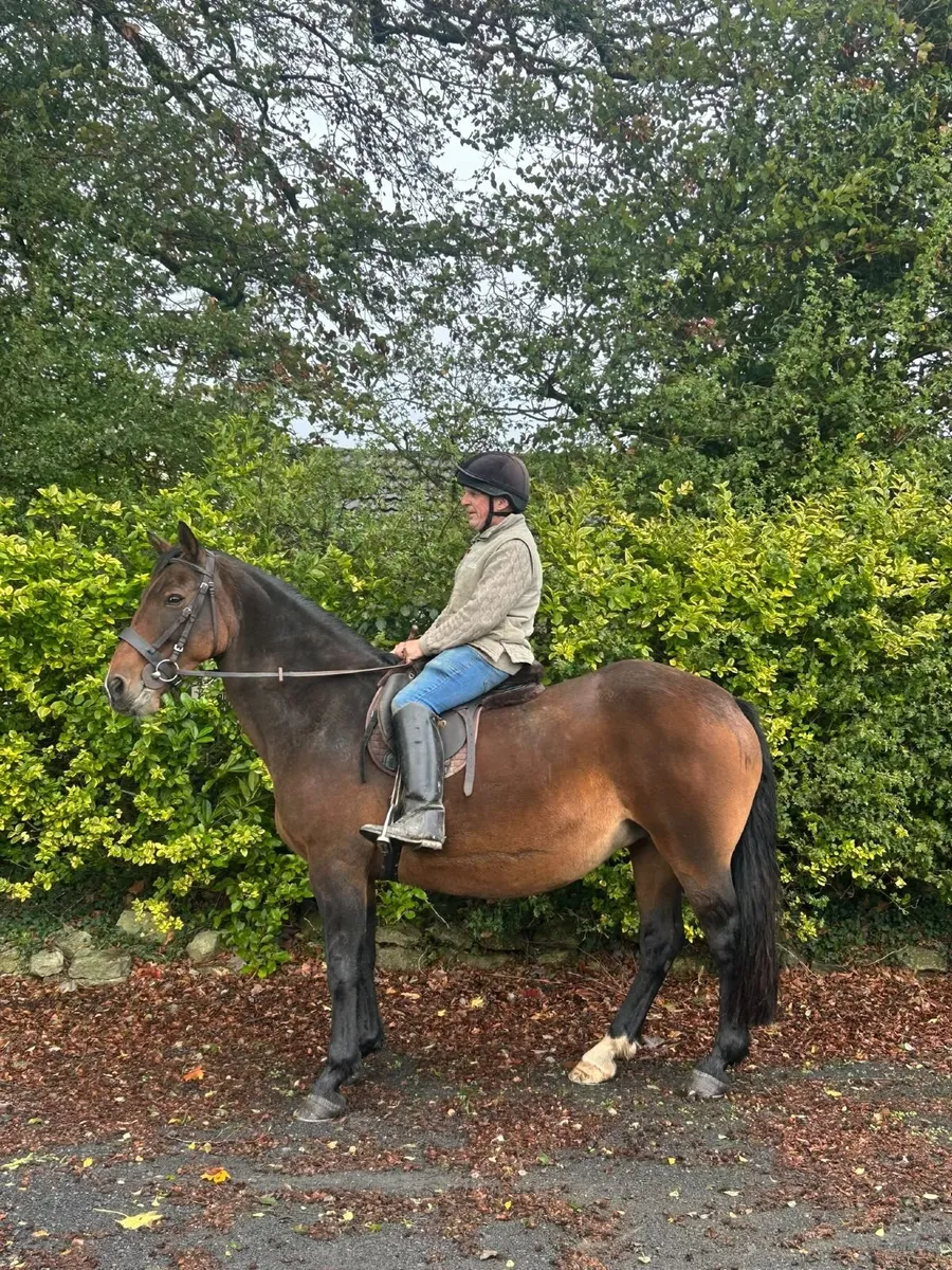 Horse - Image 3