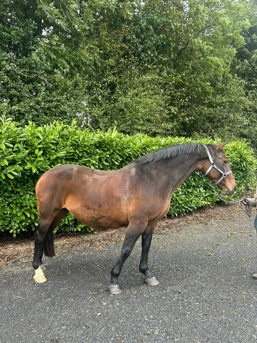 Horse - Image 4
