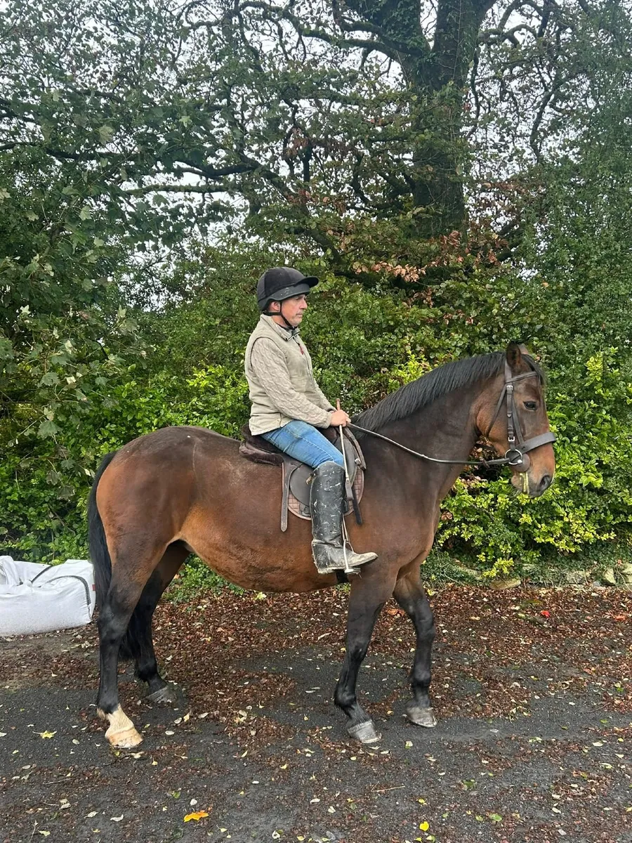 Horse - Image 1