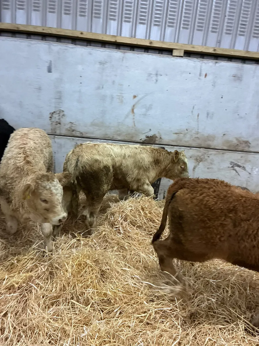 Lim and Charolais heifers - Image 4