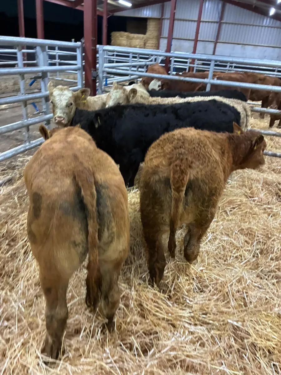 Lim and Charolais heifers - Image 3