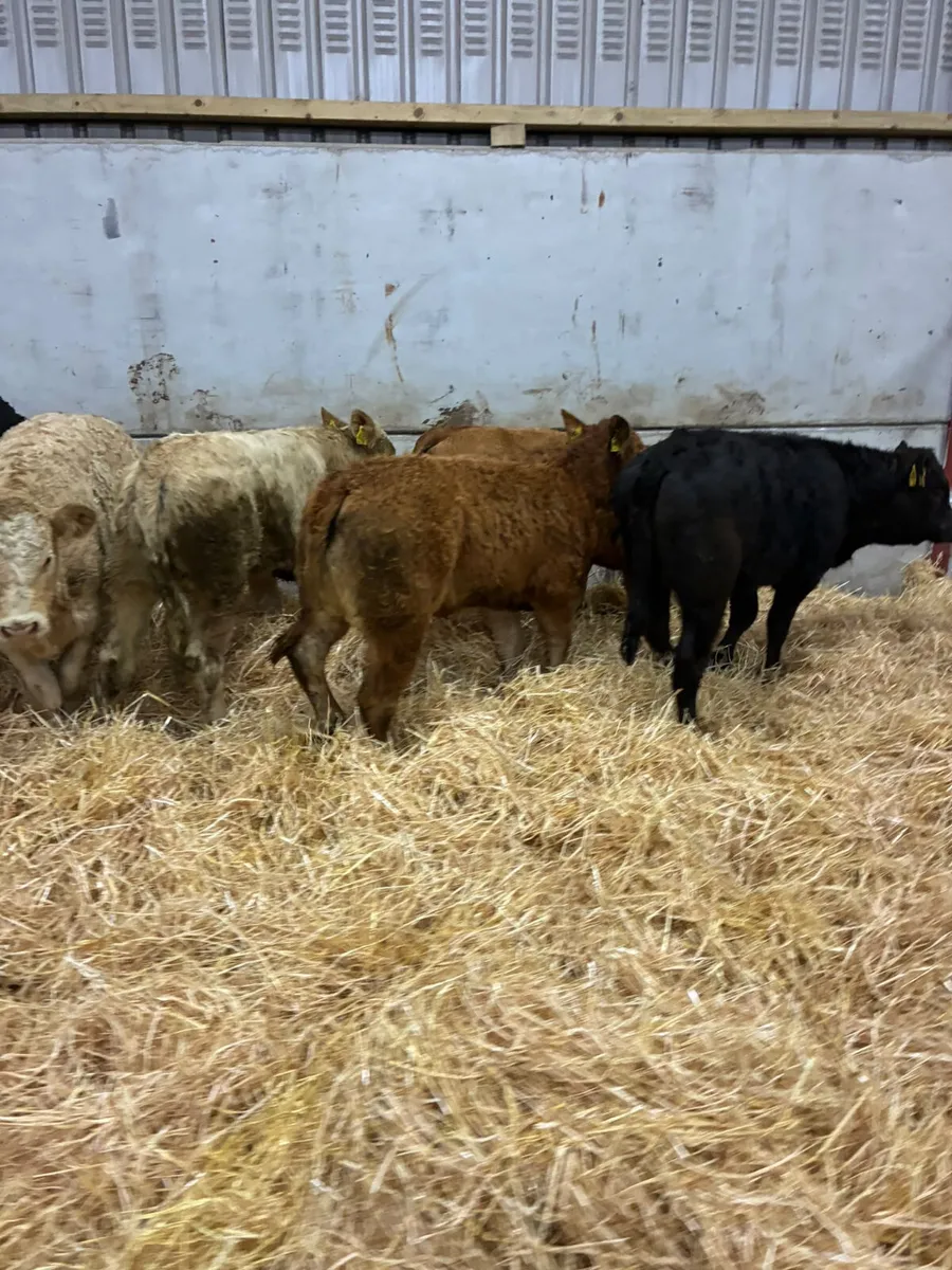 Lim and Charolais heifers - Image 2