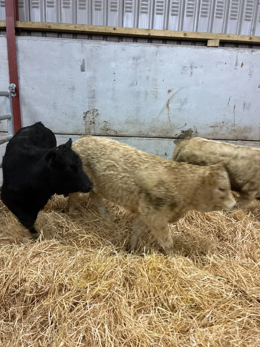 Lim and Charolais heifers - Image 1