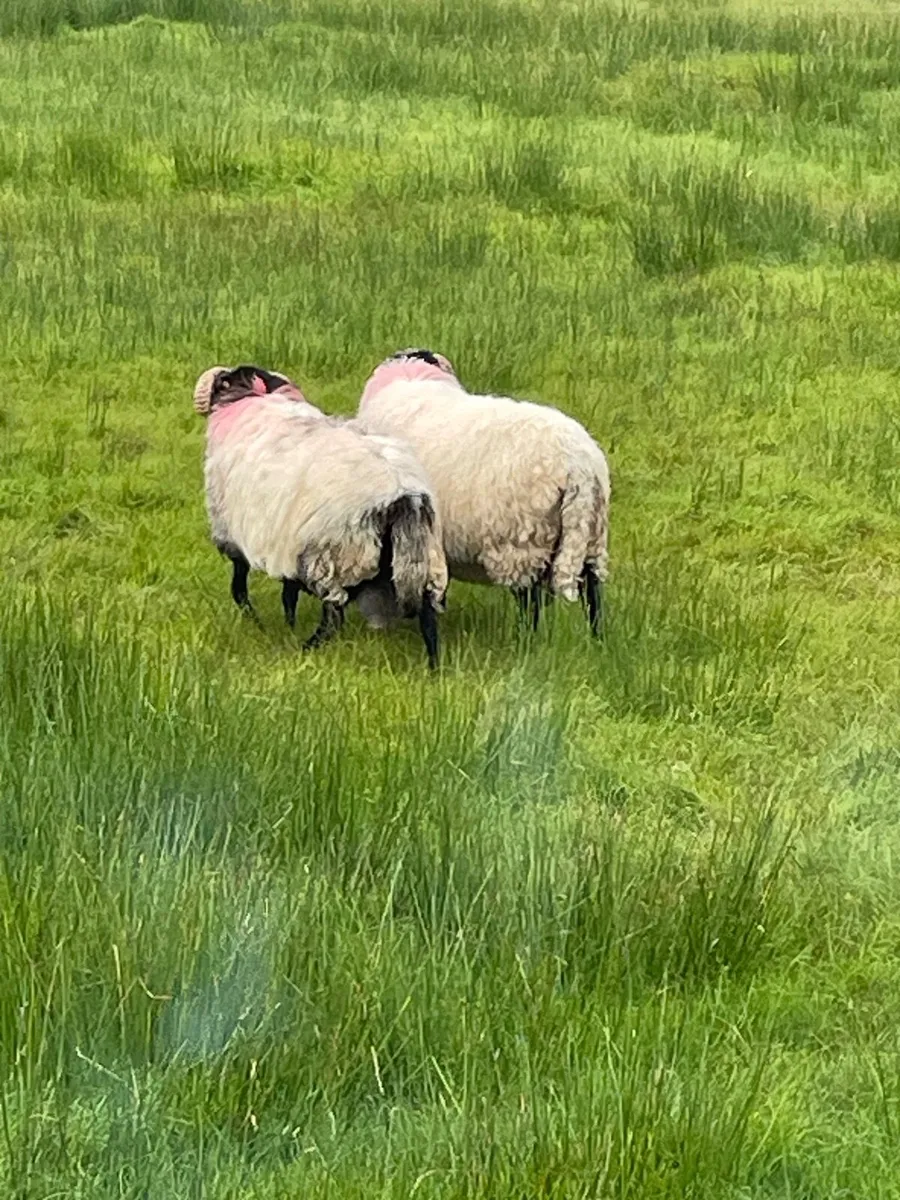 Rams - Image 2