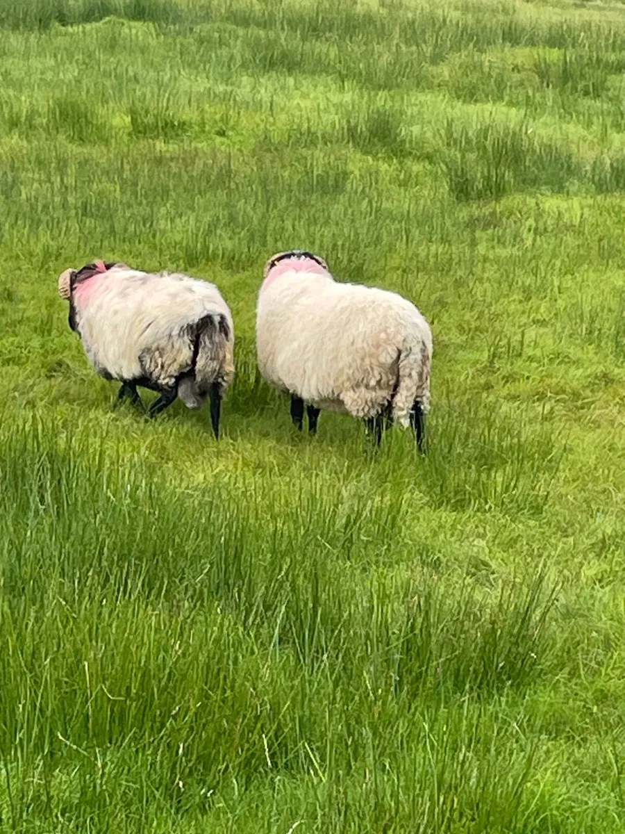 Rams - Image 4