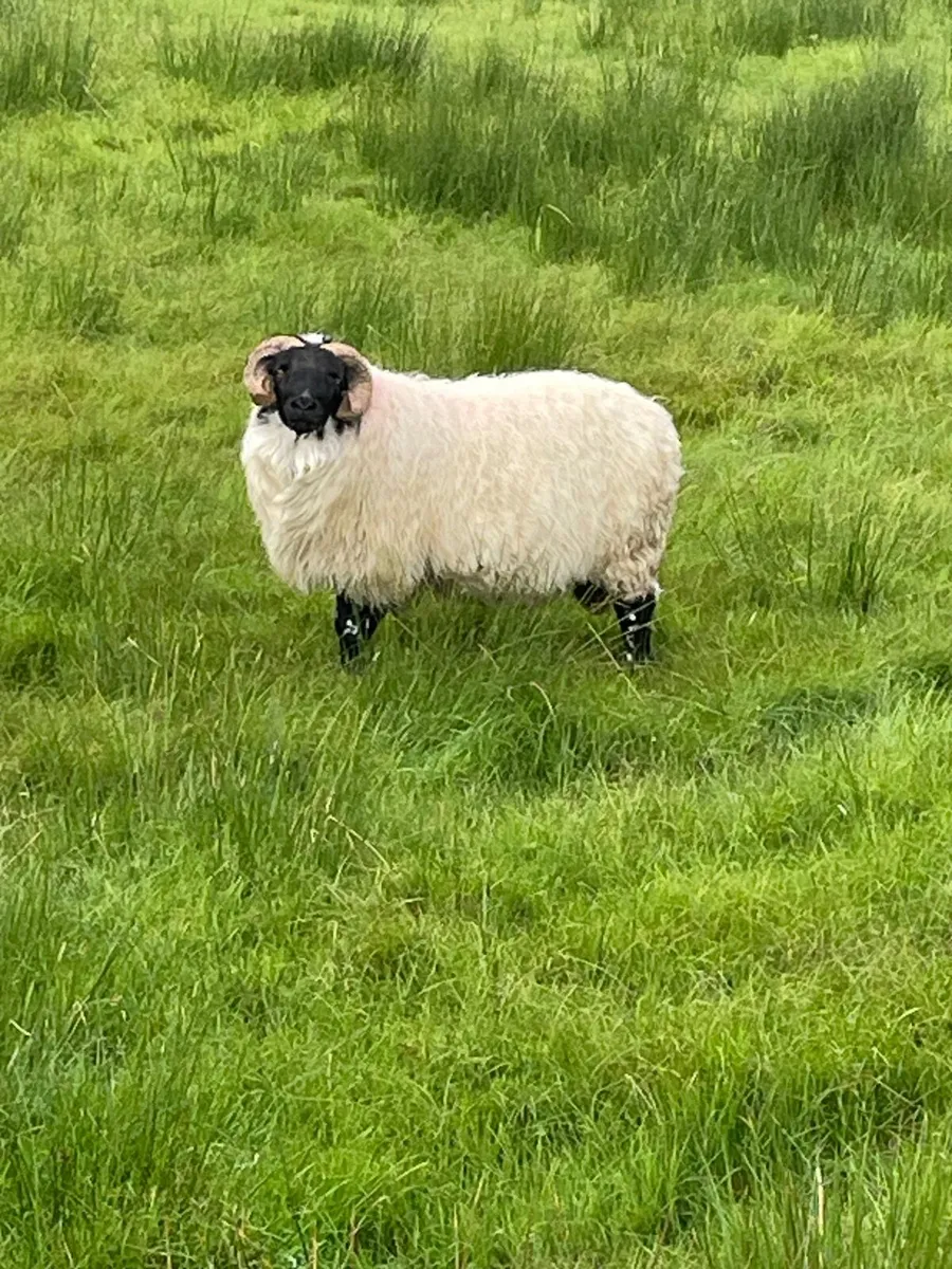 Rams - Image 1