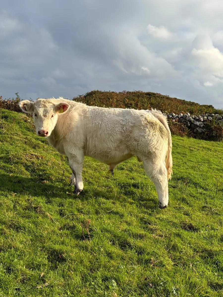 LOKI  and LOYAL bulls - Image 1