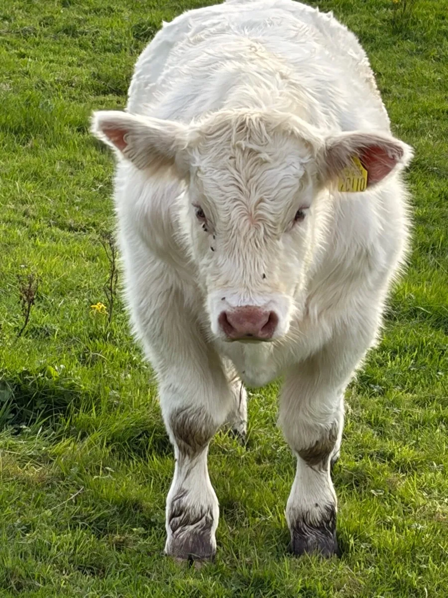 LOKI  and LOYAL bulls - Image 2