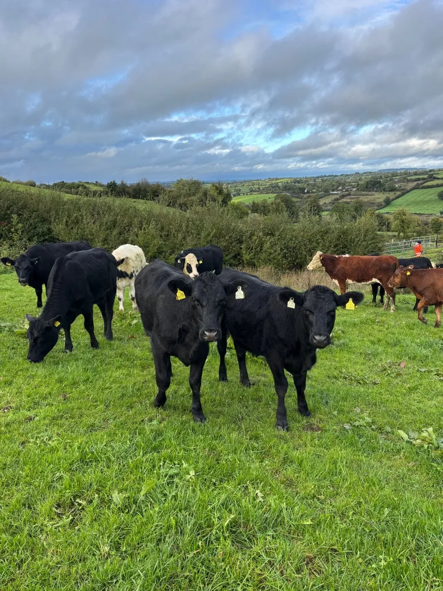 Weanlings - Image 1