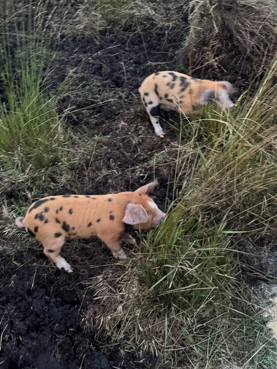 Piglets - Image 1