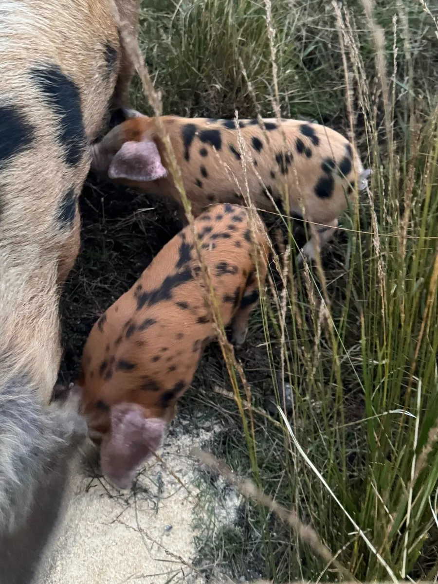 Piglets - Image 2