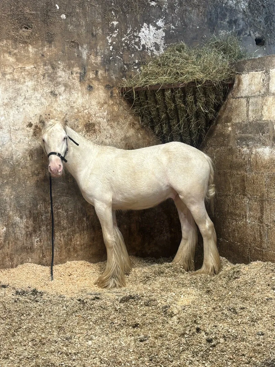 Horse - Image 1