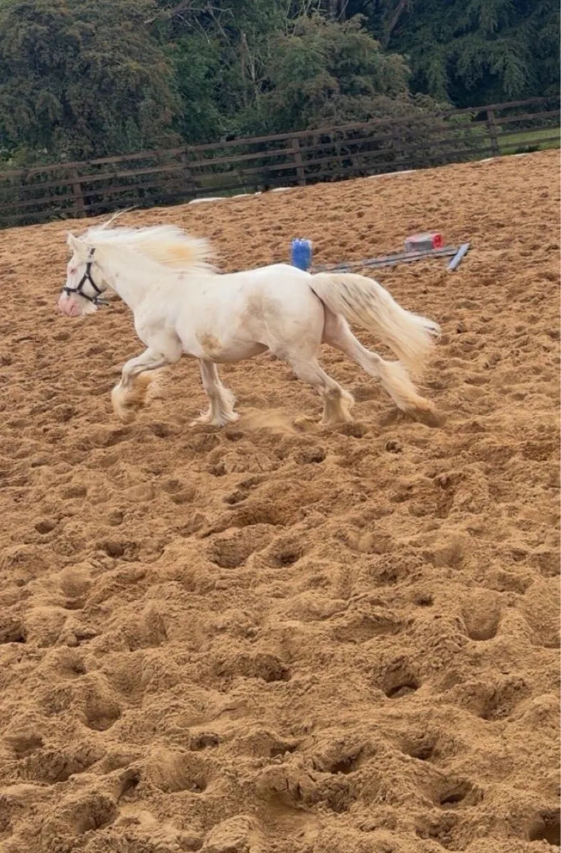 Horse - Image 2