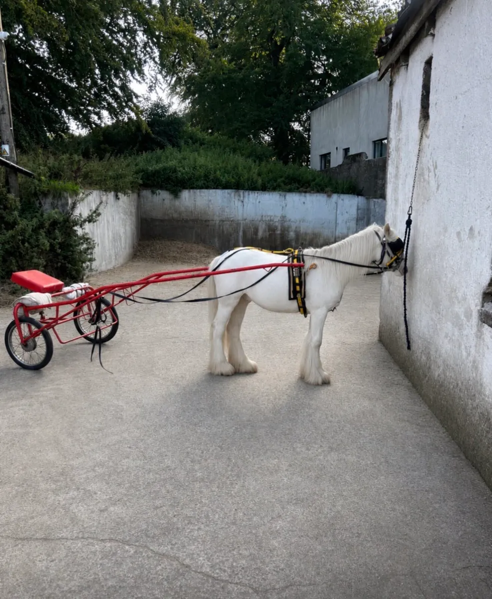 Horse - Image 3