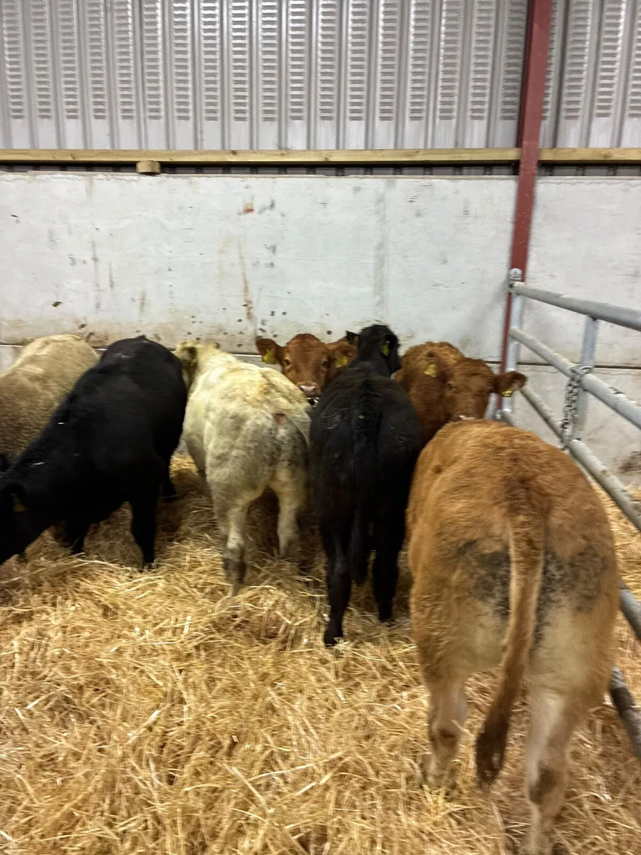Charolais lim and Angus bulls - Image 4