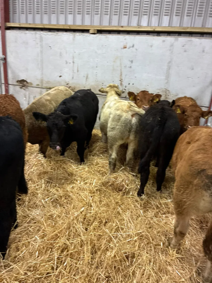 Charolais lim and Angus bulls - Image 2