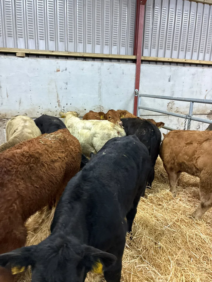Charolais lim and Angus bulls - Image 3