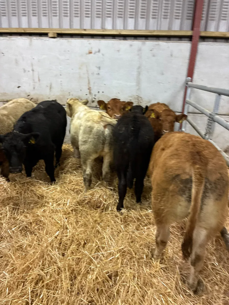 Charolais lim and Angus bulls - Image 1