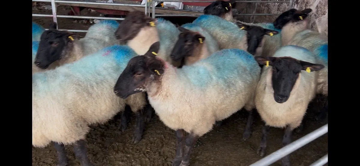 Suffolk Mule Hoggets - Image 2