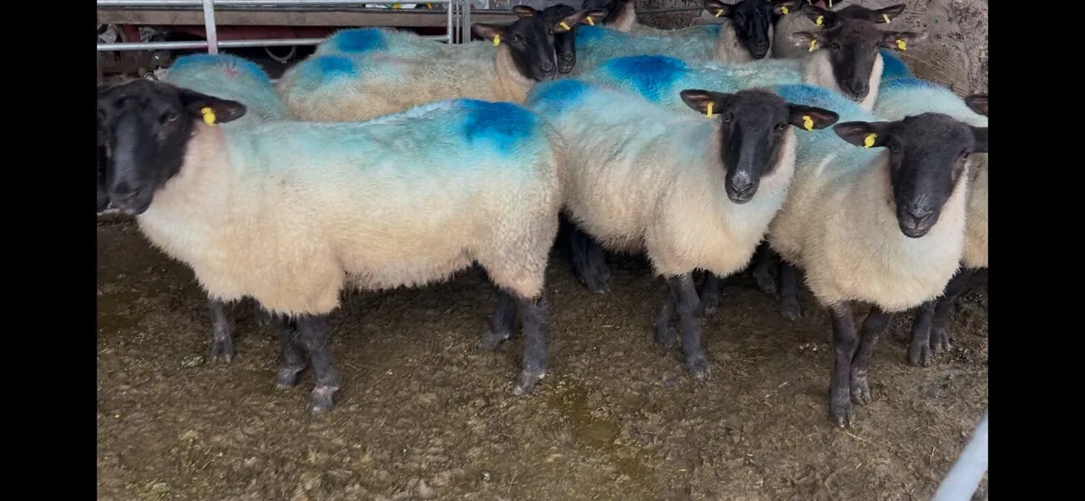 Suffolk Mule Hoggets - Image 3