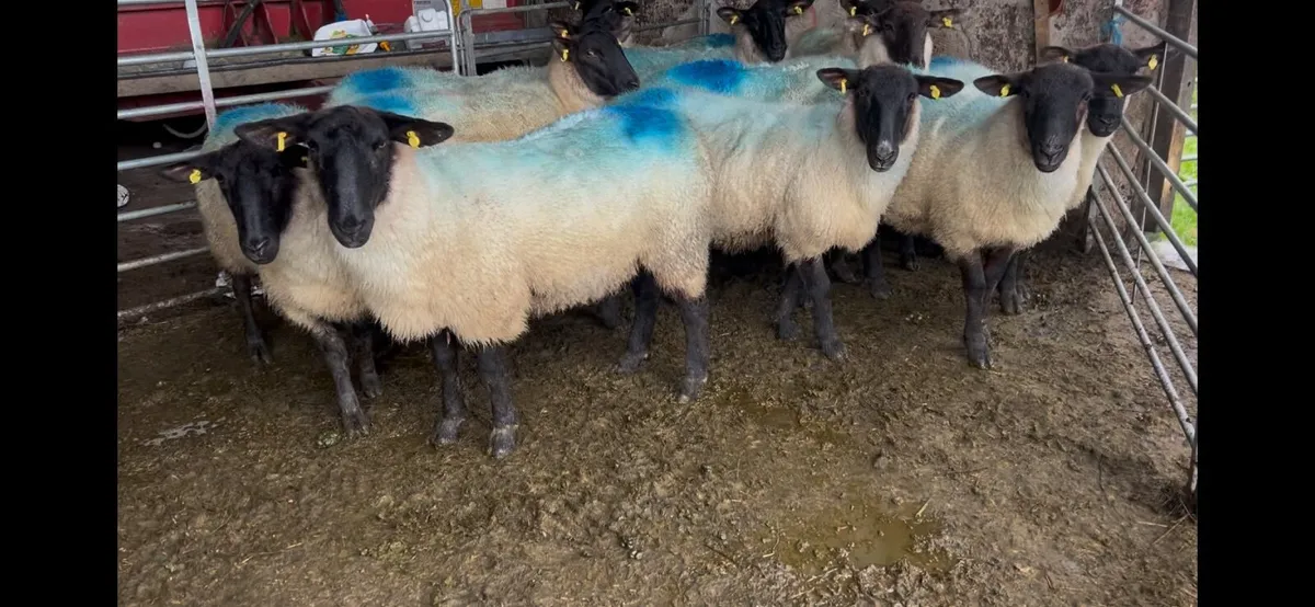 Suffolk Mule Hoggets - Image 1