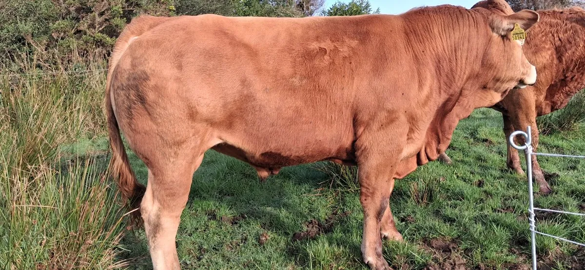 Easy Calving  PBR Limousin Bull   🌟 🌟 🌟 🌟 🌟 - Image 2