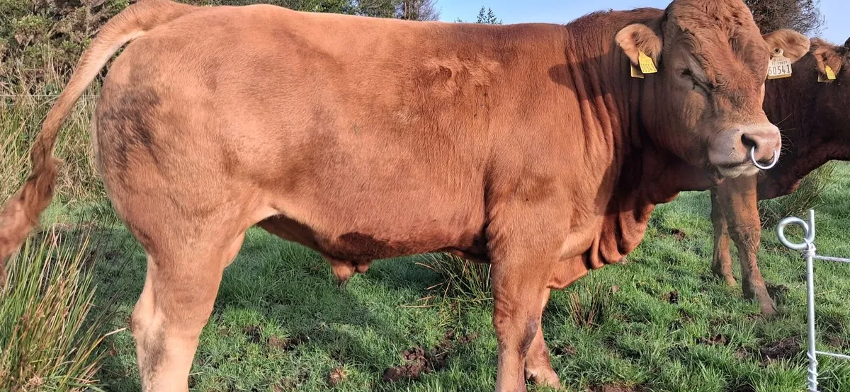 Easy Calving  PBR Limousin Bull   🌟 🌟 🌟 🌟 🌟 - Image 3