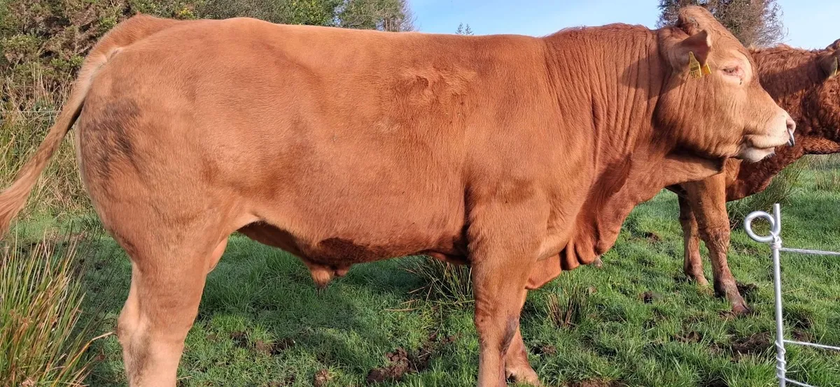 Easy Calving  PBR Limousin Bull   🌟 🌟 🌟 🌟 🌟 - Image 4