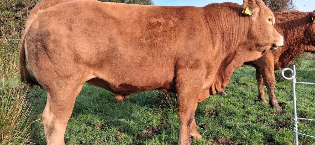 Easy Calving  PBR Limousin Bull   🌟 🌟 🌟 🌟 🌟 - Image 1