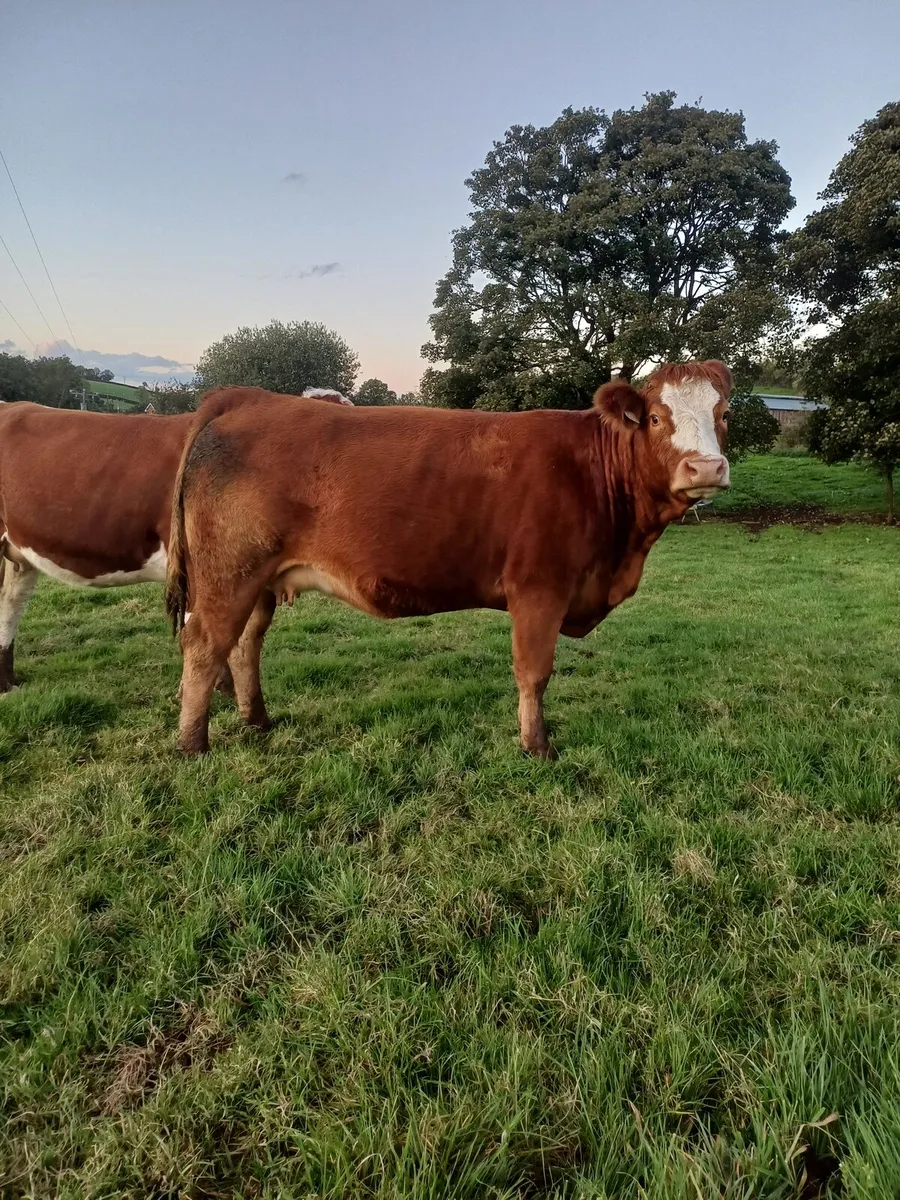 SPRINGING HEIFER - Image 2