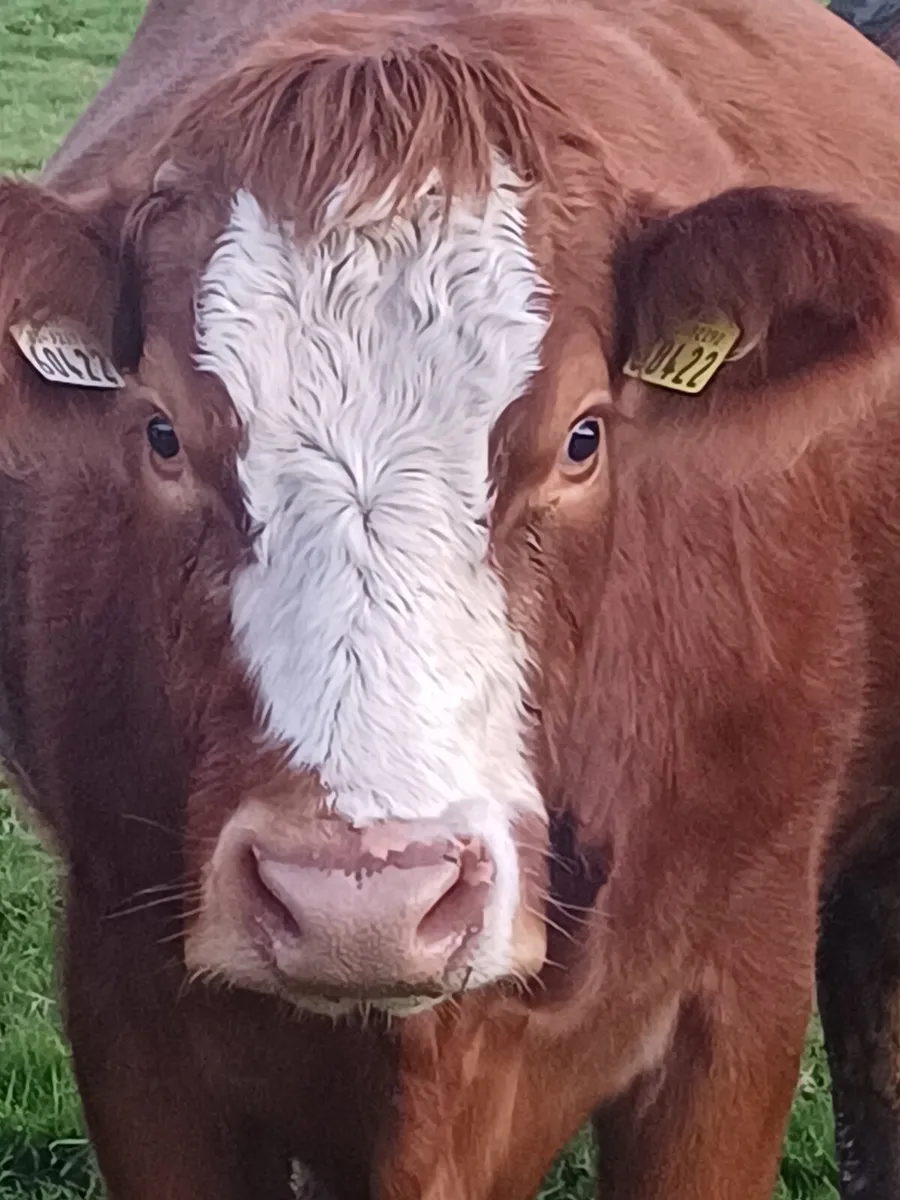 SPRINGING HEIFER - Image 1