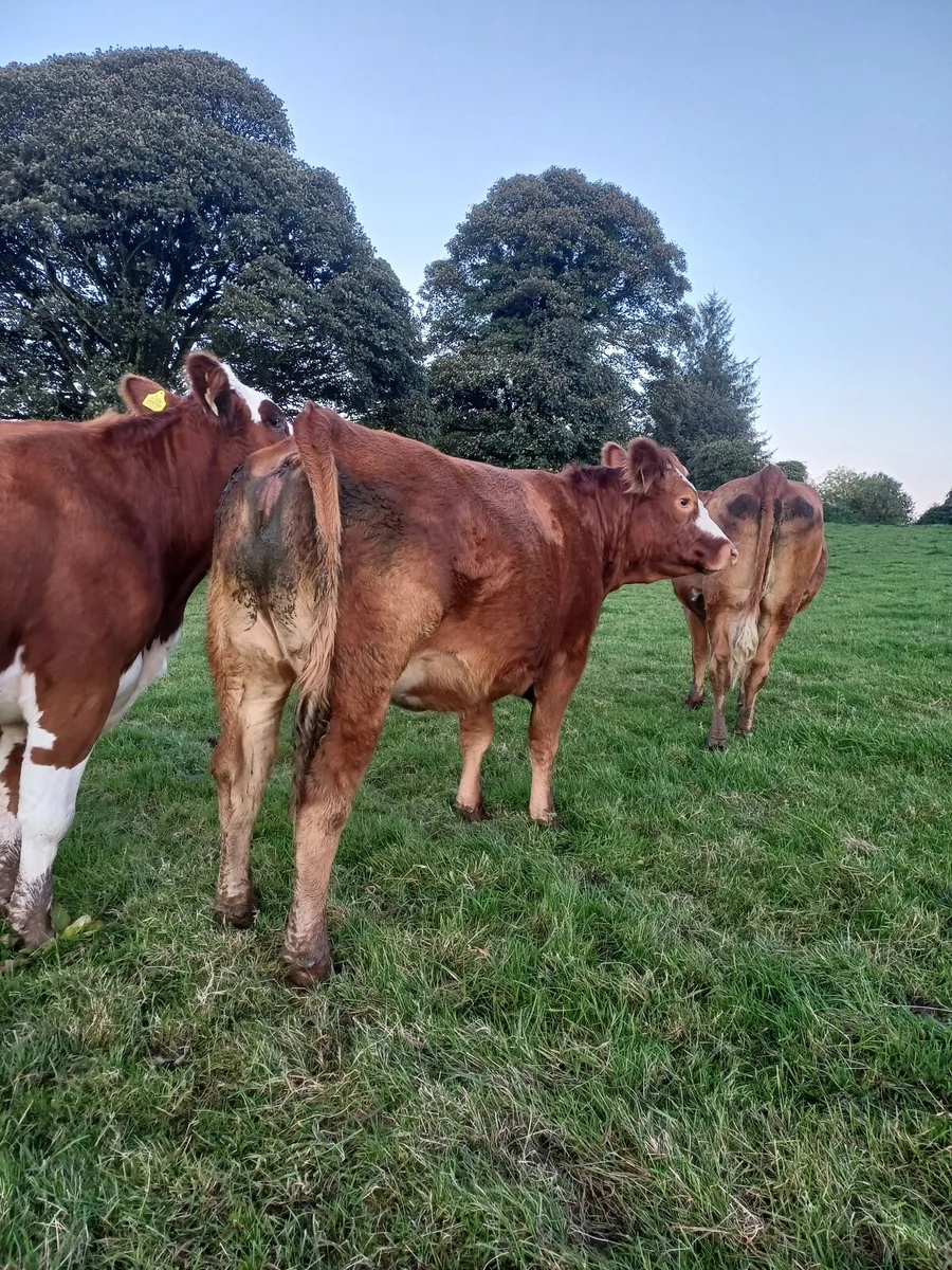 SPRINGING HEIFER - Image 3