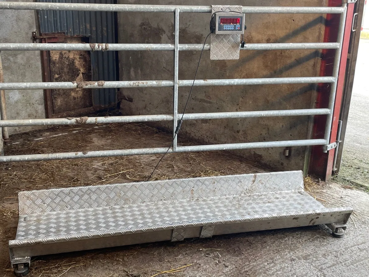 Cattle weighing Scale - Image 2