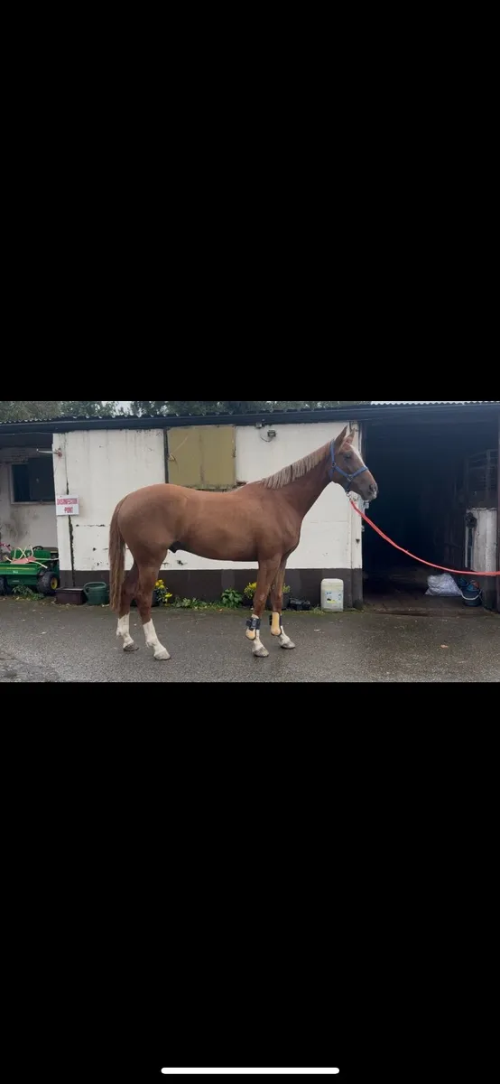 Horse - Image 1
