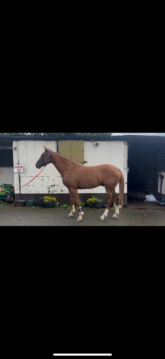 Horse - Image 2