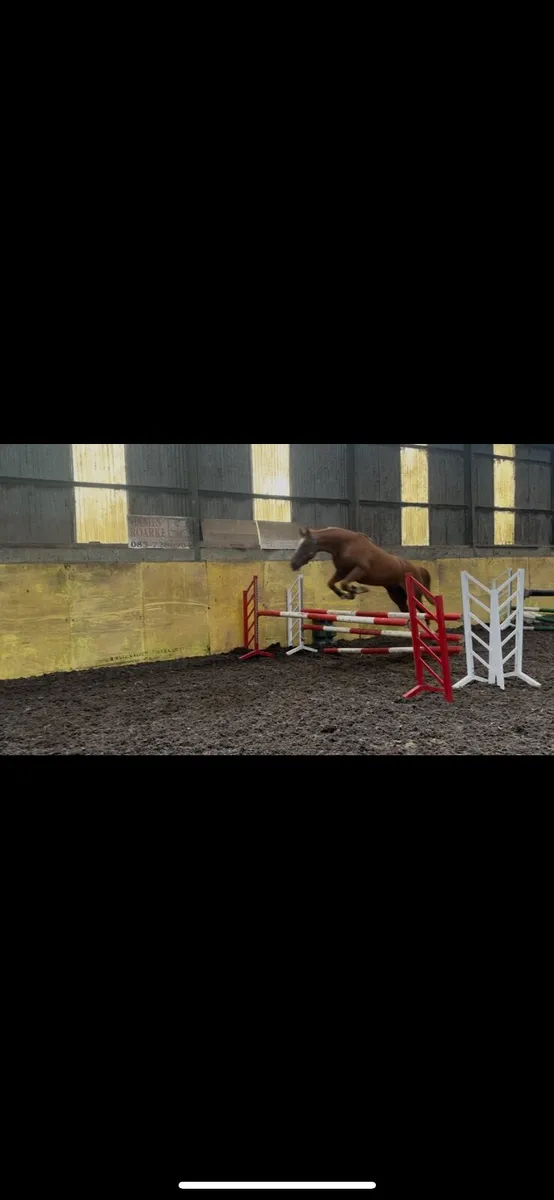 Horse - Image 3