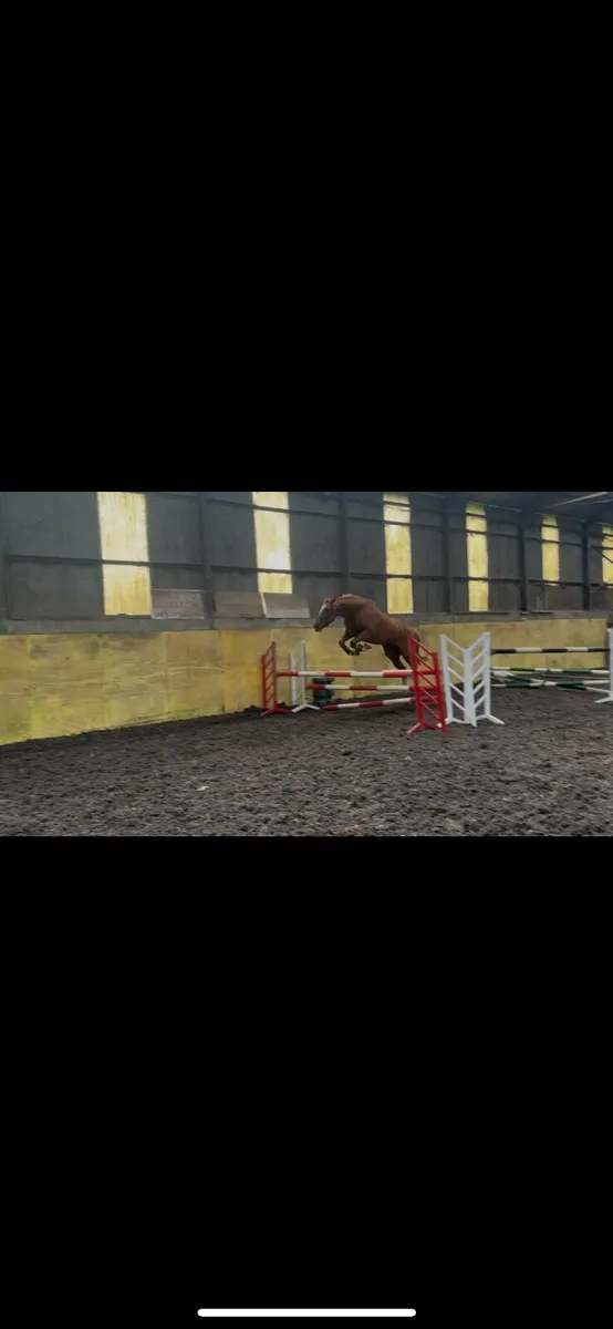 Horse - Image 4