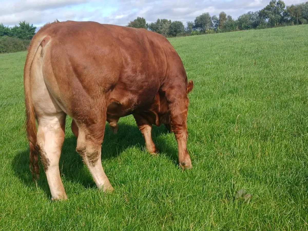 5 star replacement  pbr limousin bull - Image 4